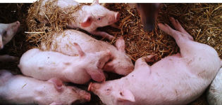 Symptoms and treatment of salmonellosis in pigs, measures for the prevention of paratyphoid fever