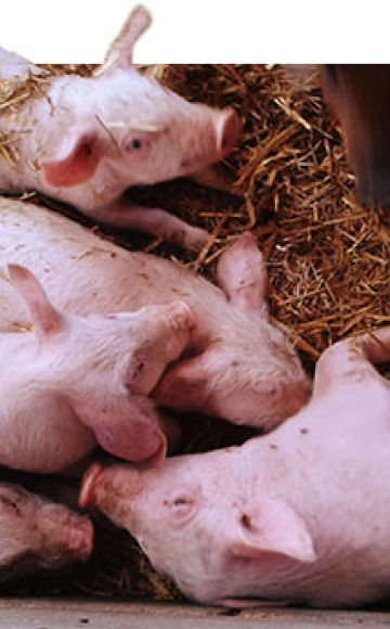 Síntomas y tratamiento de la salmonelosis en cerdos, medidas para la prevención de la fiebre paratifoidea.