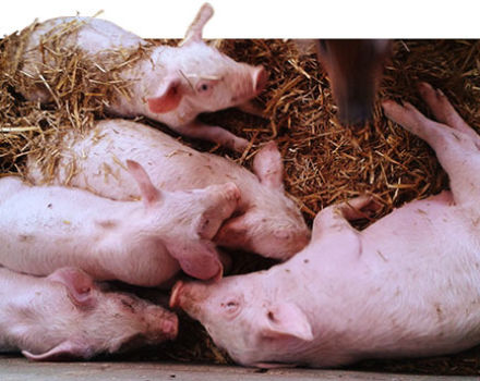 Symptoms and treatment of salmonellosis in pigs, measures for the prevention of paratyphoid fever