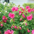 Description de l'hibiscus herbacé, plantation, culture et entretien