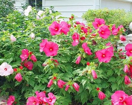 Descripción del hibisco herbáceo, plantación, cultivo y cuidado.