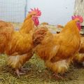 Variétés et description de la race de poulet Orpington, règles d'entretien