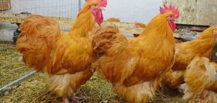 Variétés et description de la race de poulet Orpington, règles d'entretien