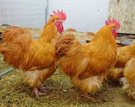 Varieties and description of the Orpington chicken breed, maintenance rules