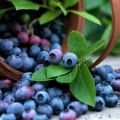 Penerangan mengenai varieti, penanaman, penanaman dan penjagaan blueberry Patriot