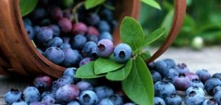 Penerangan mengenai varieti, penanaman, penanaman dan penjagaan blueberry Patriot