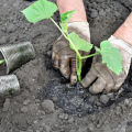 How to properly plant cucumbers in open ground with seeds