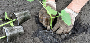 How to properly plant cucumbers in open ground with seeds