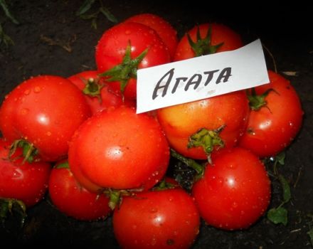 Mga katangian at paglalarawan ng iba't ibang kamatis ng Agata, ang ani nito