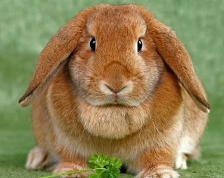 How many years can rabbits live at home, terms for different breeds