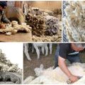 Que peut-on faire de laine de mouton, types et classification des fibres