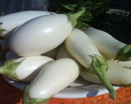 Description and characteristics of Bibo eggplant, cultivation and care