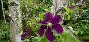 Description and cultivation of Varshavska Nike clematis, pruning group