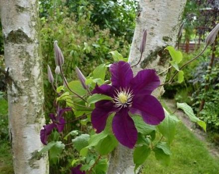 A Varshavska Nike clematis metszőcsoport leírása és termesztése