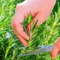 Plantació i cura de romaní a l'aire lliure