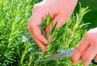 Planter et entretenir le romarin en extérieur