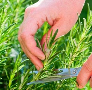 Planting and caring for rosemary outdoors