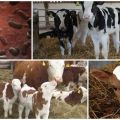 Gejala dan rawatan salmonellosis pada anak lembu, petunjuk penggunaan serum