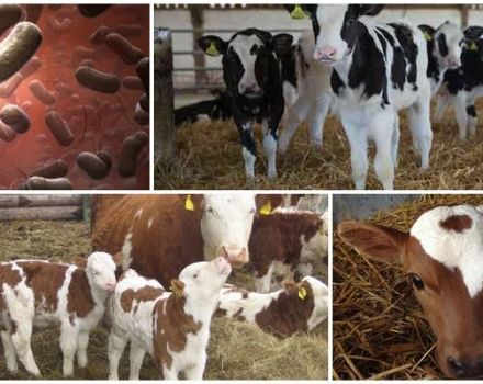 Symptoms and treatment of salmonellosis in calves, instructions for the use of serum