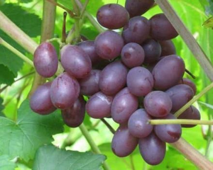 Descripción y características de las uvas Saperavi, región de cultivo y cuidados.