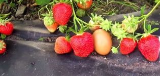 Description and characteristics of the Fleur strawberry variety, the subtleties of growing