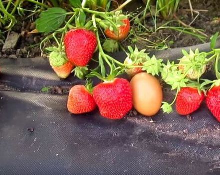 Description et caractéristiques de la variété de fraises Fleur, les subtilités de la culture