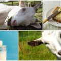 The benefits and harms of goat milk butter and how to cook at home