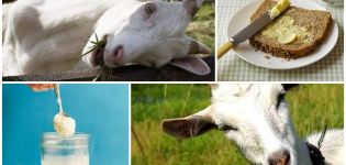 Les avantages et les inconvénients du beurre de lait de chèvre et comment cuisiner à la maison