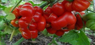 Characteristics and description of the Voyage tomato variety, its yield