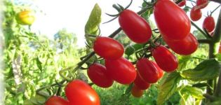 Characteristics and description of the variety of tomato Cherry Blosem F1