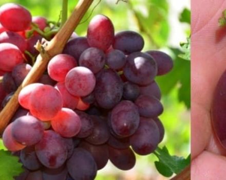 Description and characteristics of grapes varieties in Memory of the teacher, history and pros and cons