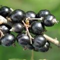 Descriptions of the best black currant varieties and regions of their cultivation