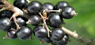 Descriptions of the best black currant varieties and regions of their cultivation