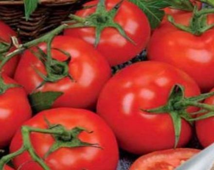 Description of tomato variety Katrina f1 and its characteristics