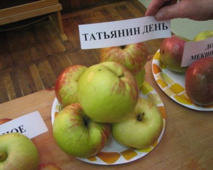 Description de la variété de pomme Tatyanin den, caractéristiques de rendement et régions de croissance