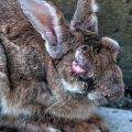 Síntomas de mixomatosis en conejos y métodos para tratar la enfermedad en casa.