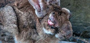 Symptoms of myxomatosis in rabbits and methods of treating the disease at home