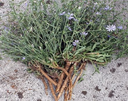 How to collect and dry chicory root and flowers at home