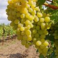 How and according to what scheme to feed the grapes in July during the pouring of berries and after flowering for growth