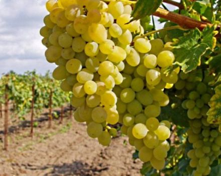 How and according to what scheme to feed the grapes in July during the pouring of berries and after flowering for growth