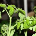 Pourquoi les plants de tomates se fanent et s'enroulent les feuilles et que faire