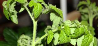 Why do tomato seedlings wither and curl leaves and what to do