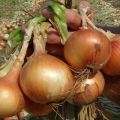 How can you feed onions in spring and summer so that they are large?