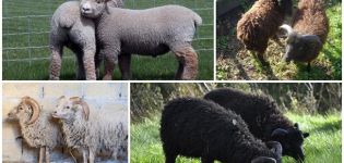 Description des 6 plus petites races de moutons nains et leur contenu