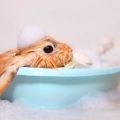 Is it possible to bathe a decorative rabbit at home