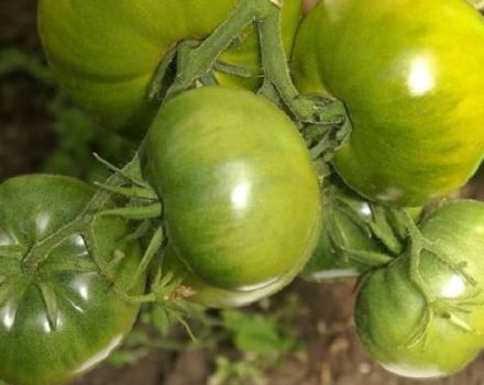 Descripción de la variedad de tomate Emerald Standard, sus características y productividad.