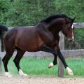 Description and features of breeding horses of the Hanoverian breed