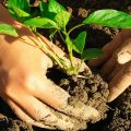 Cultivo de albahaca a partir de semillas y cuidado en el campo en campo abierto.