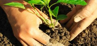 Cultivo de albahaca a partir de semillas y cuidado en el campo en campo abierto.