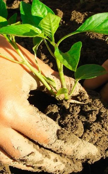 Cultivo de albahaca a partir de semillas y cuidado en el campo en campo abierto.